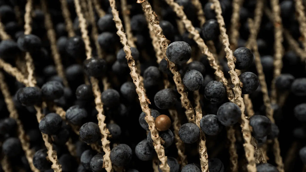 Açaí: o Bioativo Amazônico que Revoluciona o Cuidado da Pele