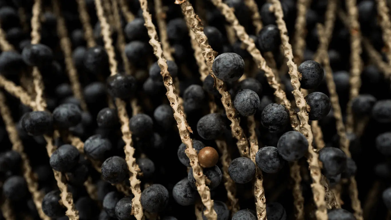 Açaí: o Bioativo Amazônico que Revoluciona o Cuidado da Pele